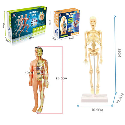 BodyQuest: Kids' Anatomy Explorer Toy