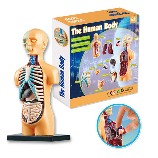 BodyQuest: Kids' Anatomy Explorer Toy